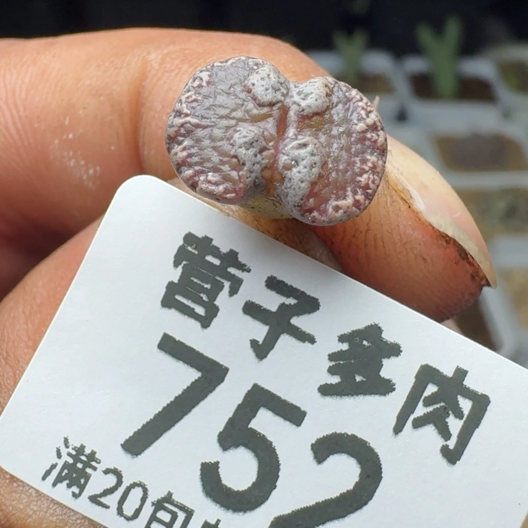 超碟。