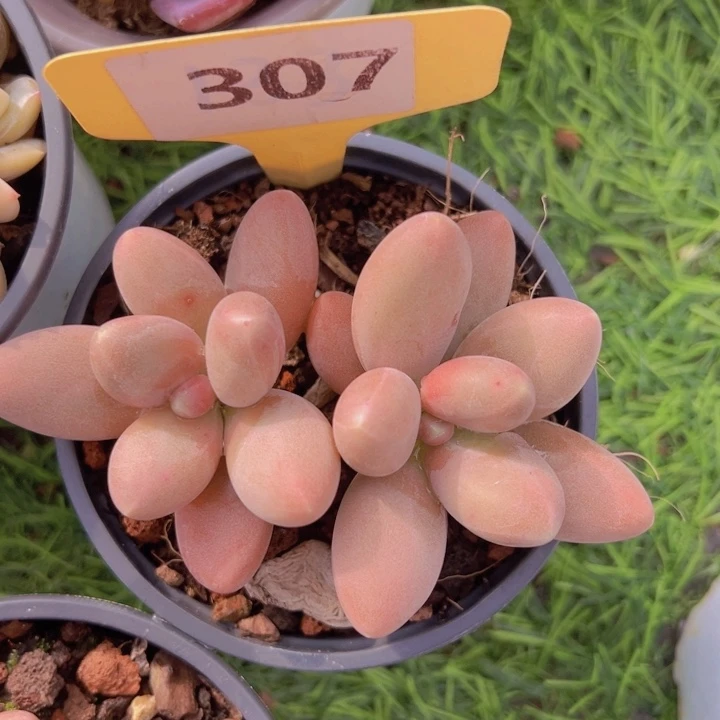 健健康康平平安安