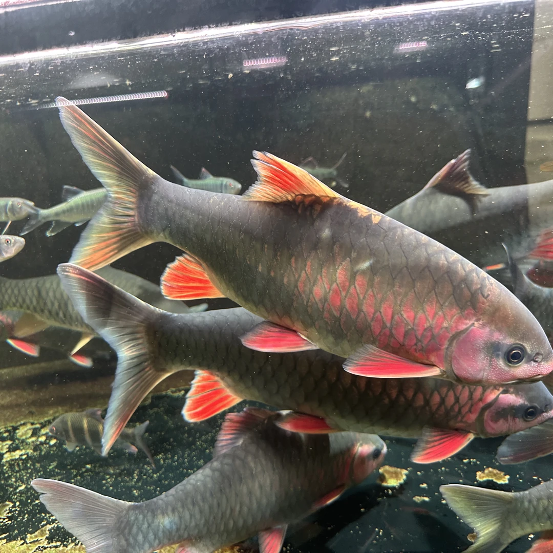 原生青竹鲤，高品质靓鱼