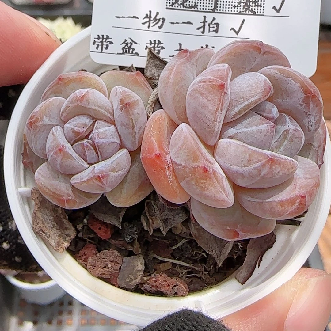 多肉0716-201石榴籽星影