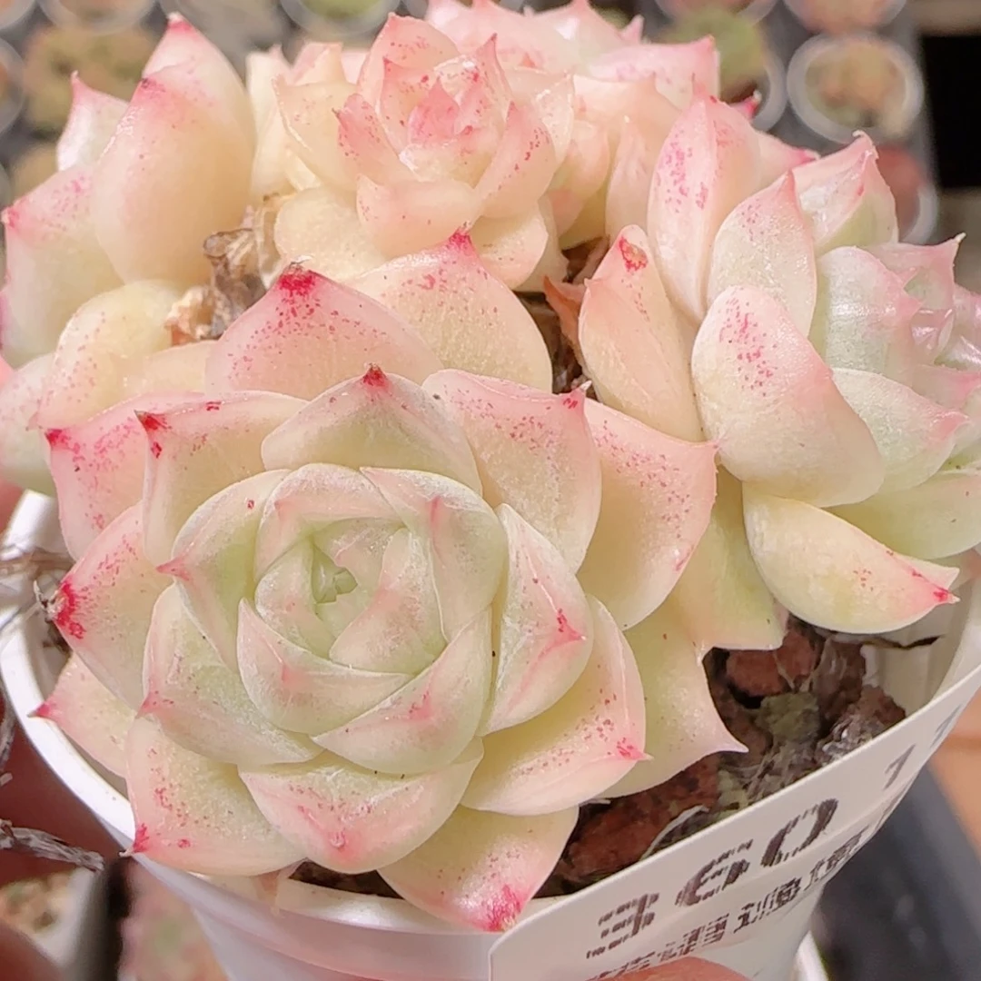 花语多肉1130-360散