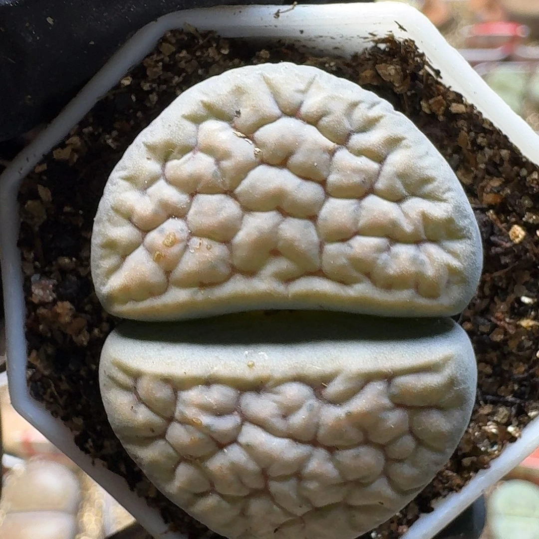 生石花2:：：。    100