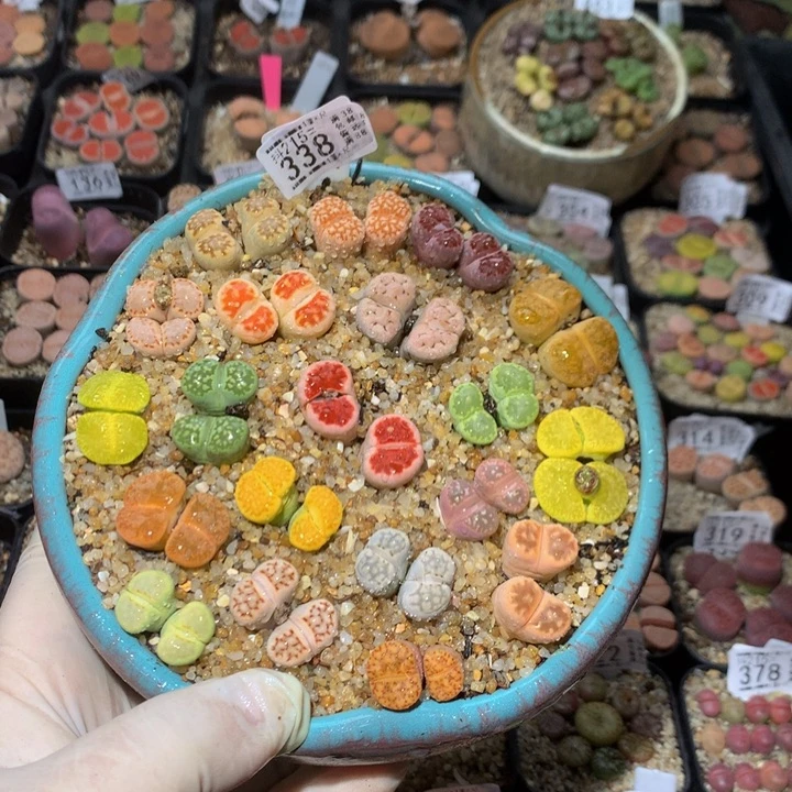 欢****3精品生石花215.338