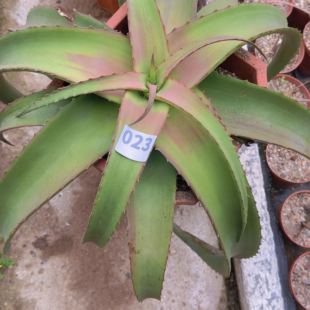 【闪购商品】大*块根植物