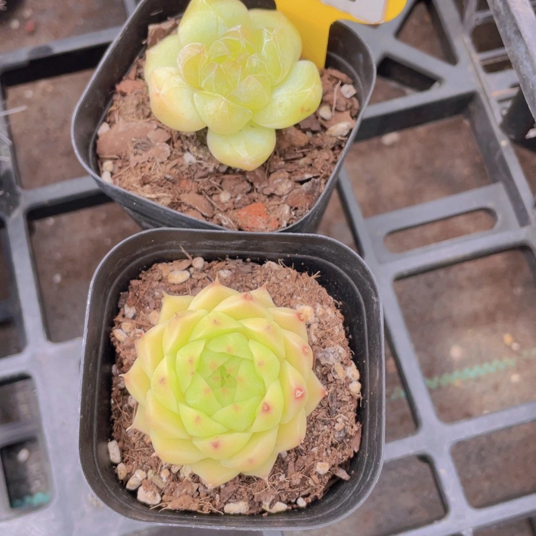 1275号 孤品珍妮加睫毛麦秆