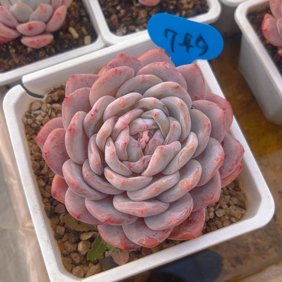 白**回橙梦露20号一物一拍