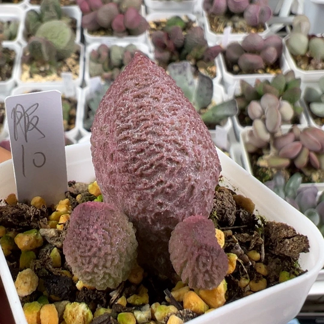 w腹部多肉植物水泡