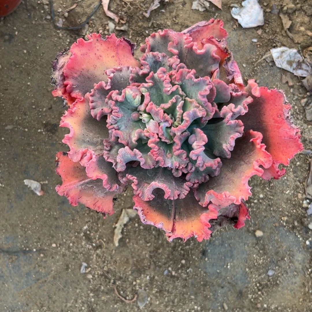 多肉植物多肉植物