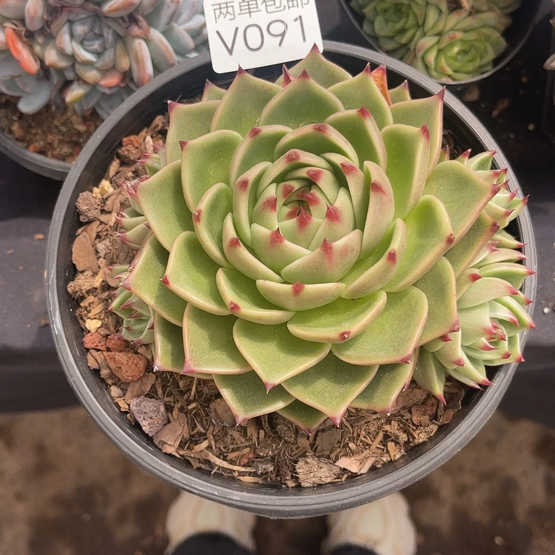 老阿姨花卉一物一拍V091