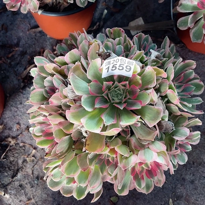 往***生1559一颗男神法师