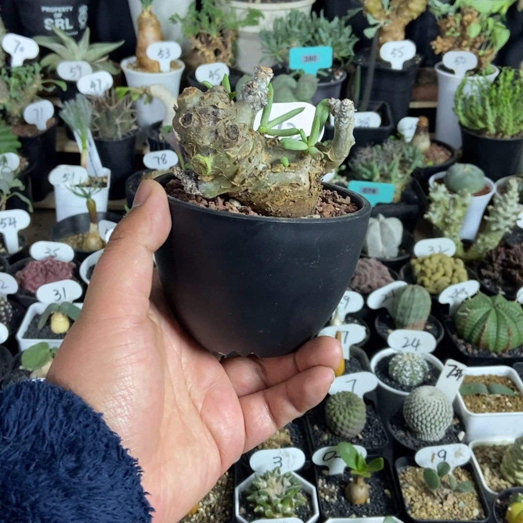 白象奇峰锦一物一拍