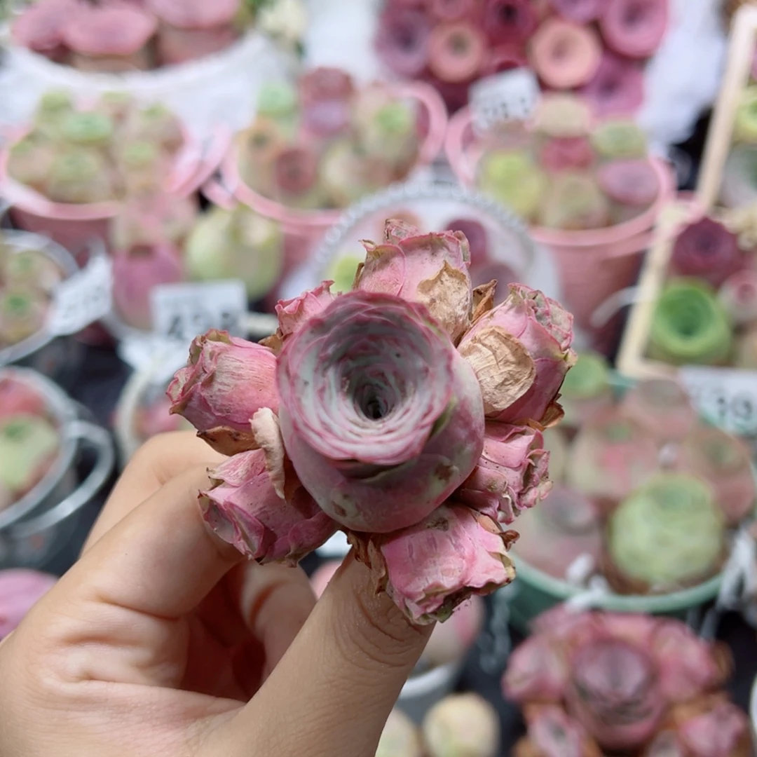 541紫桃群福利。