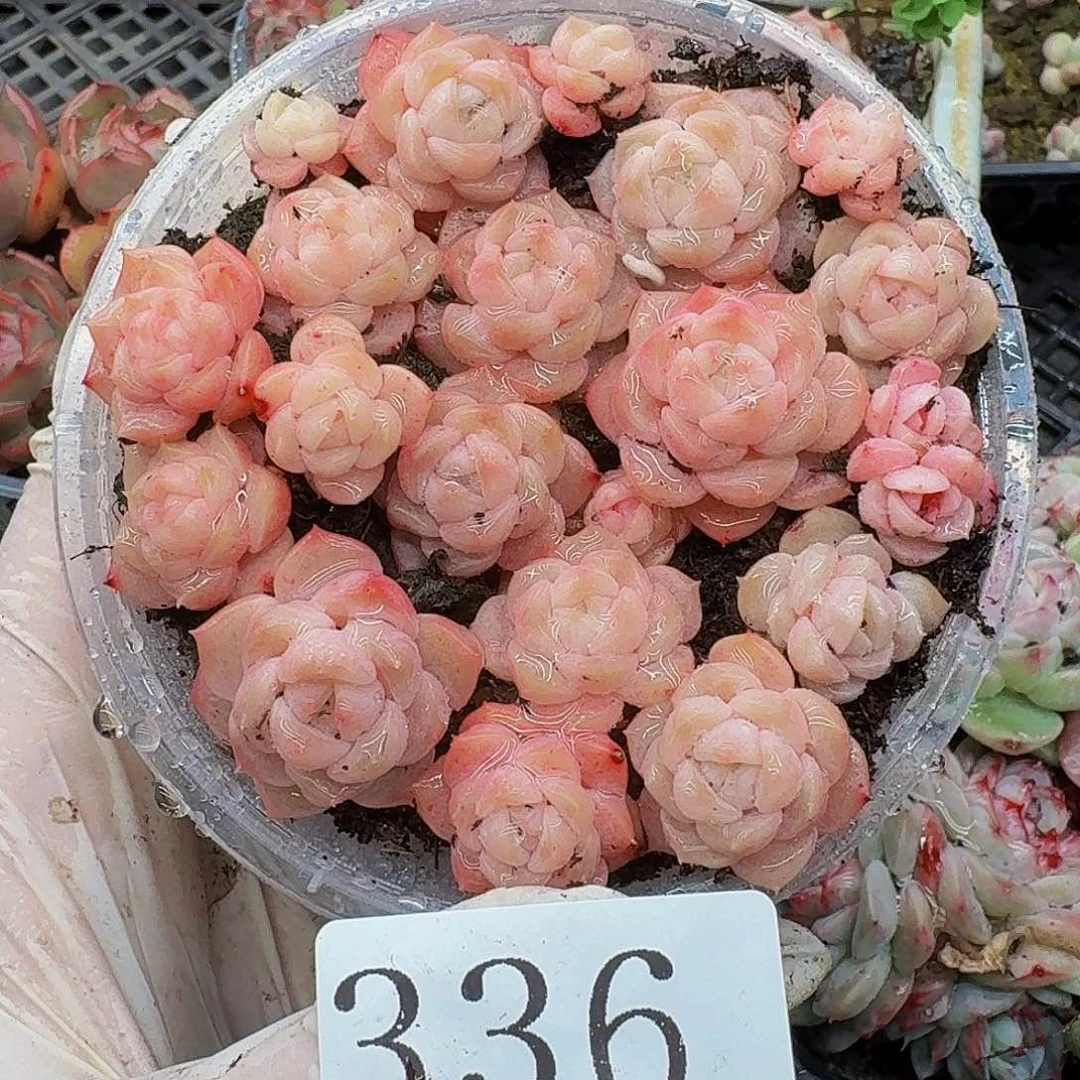 多肉植物多肉植物336