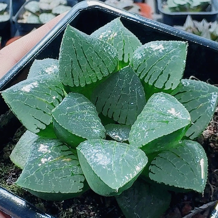 无花朵十二卷 香瓜岛 福利