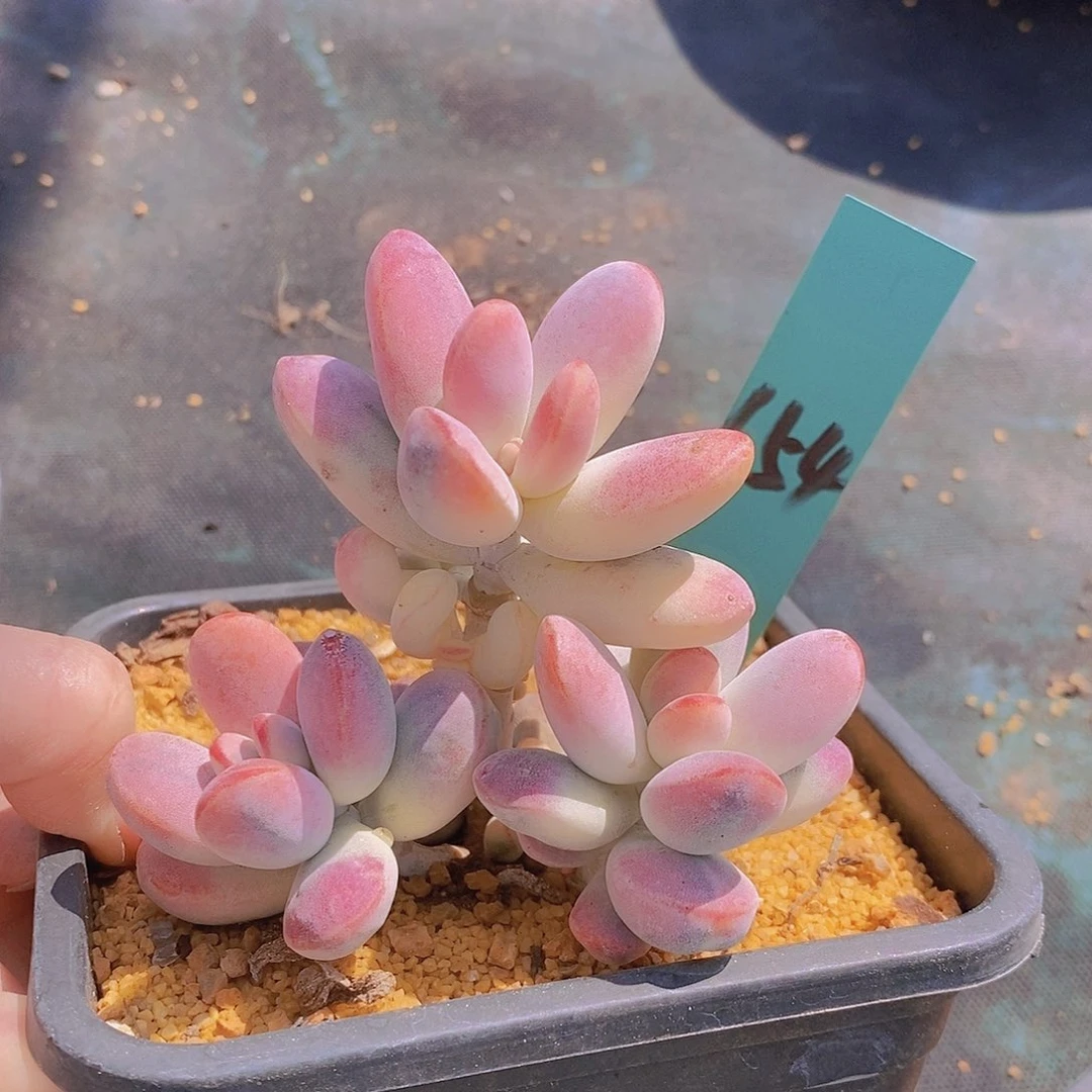 654多肉植物老桩