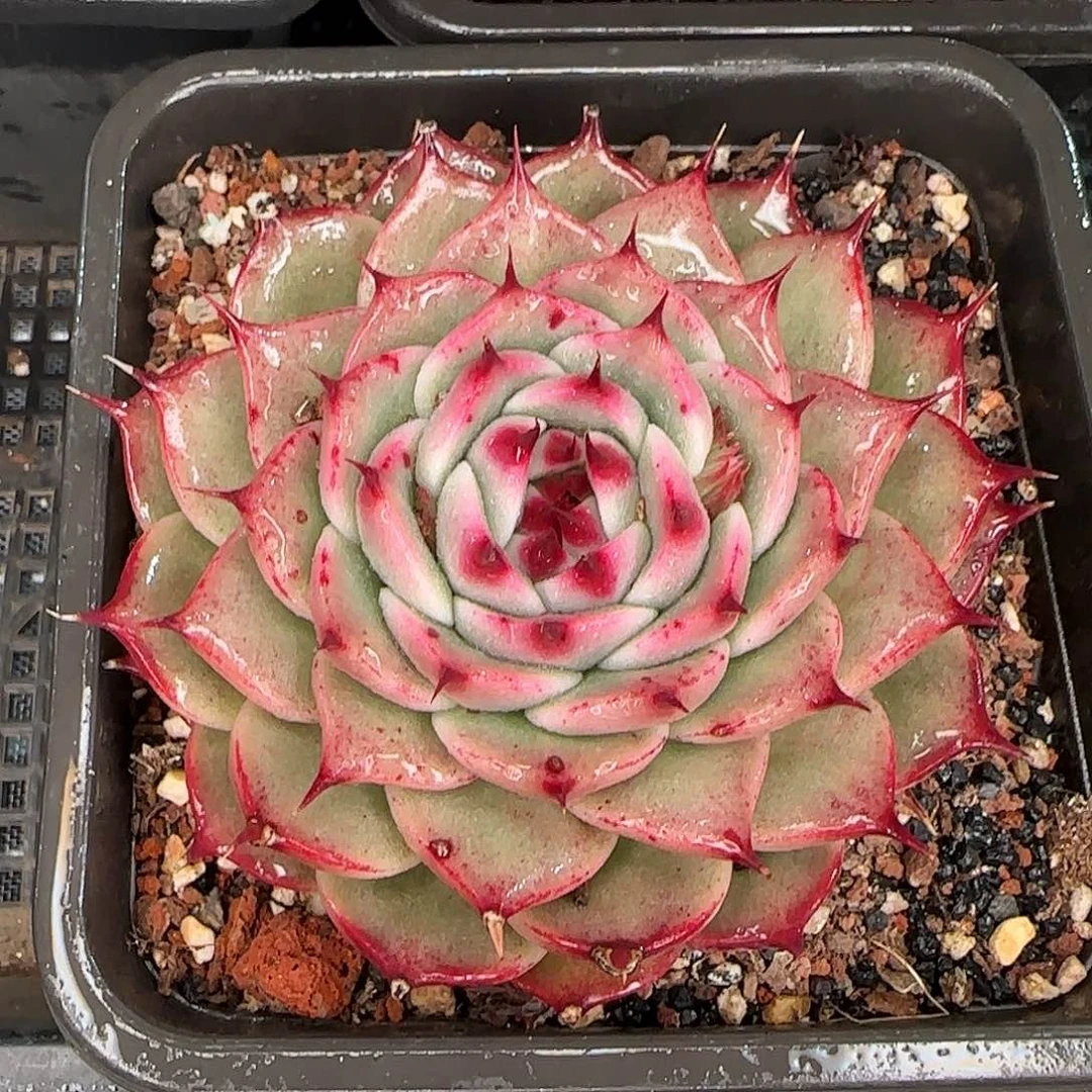 从前慢花园精选托斯卡内利