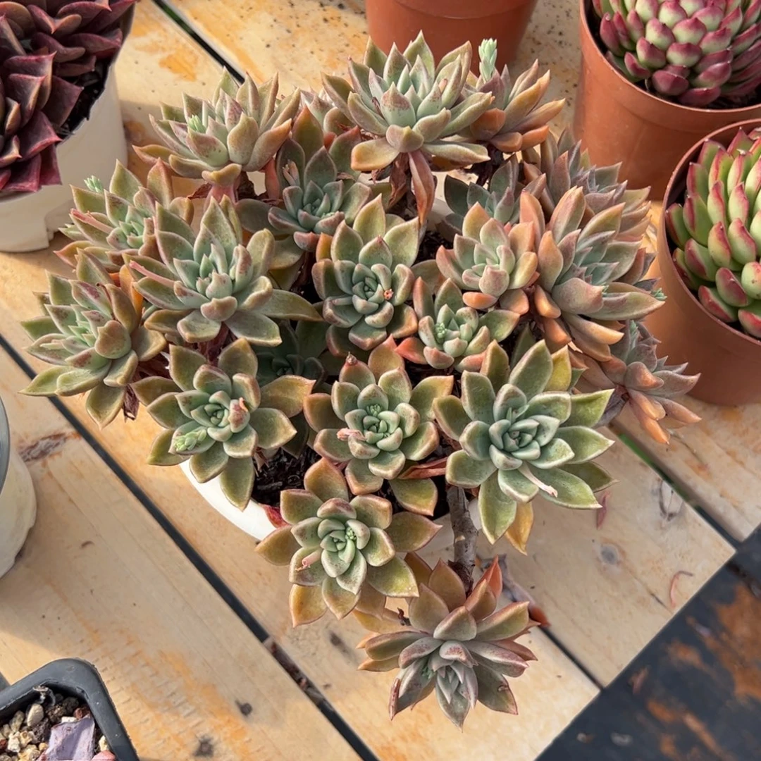 多肉黄金璀璨【非偏远地区满18包邮】