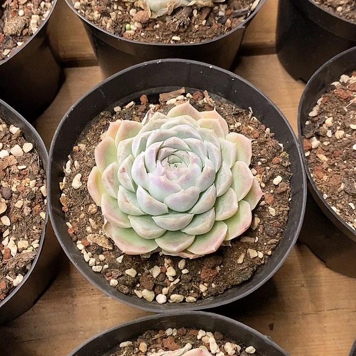 95。白月影。福利多多