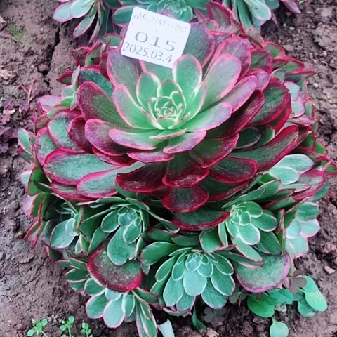 3.4-15粉花妖多肉植物