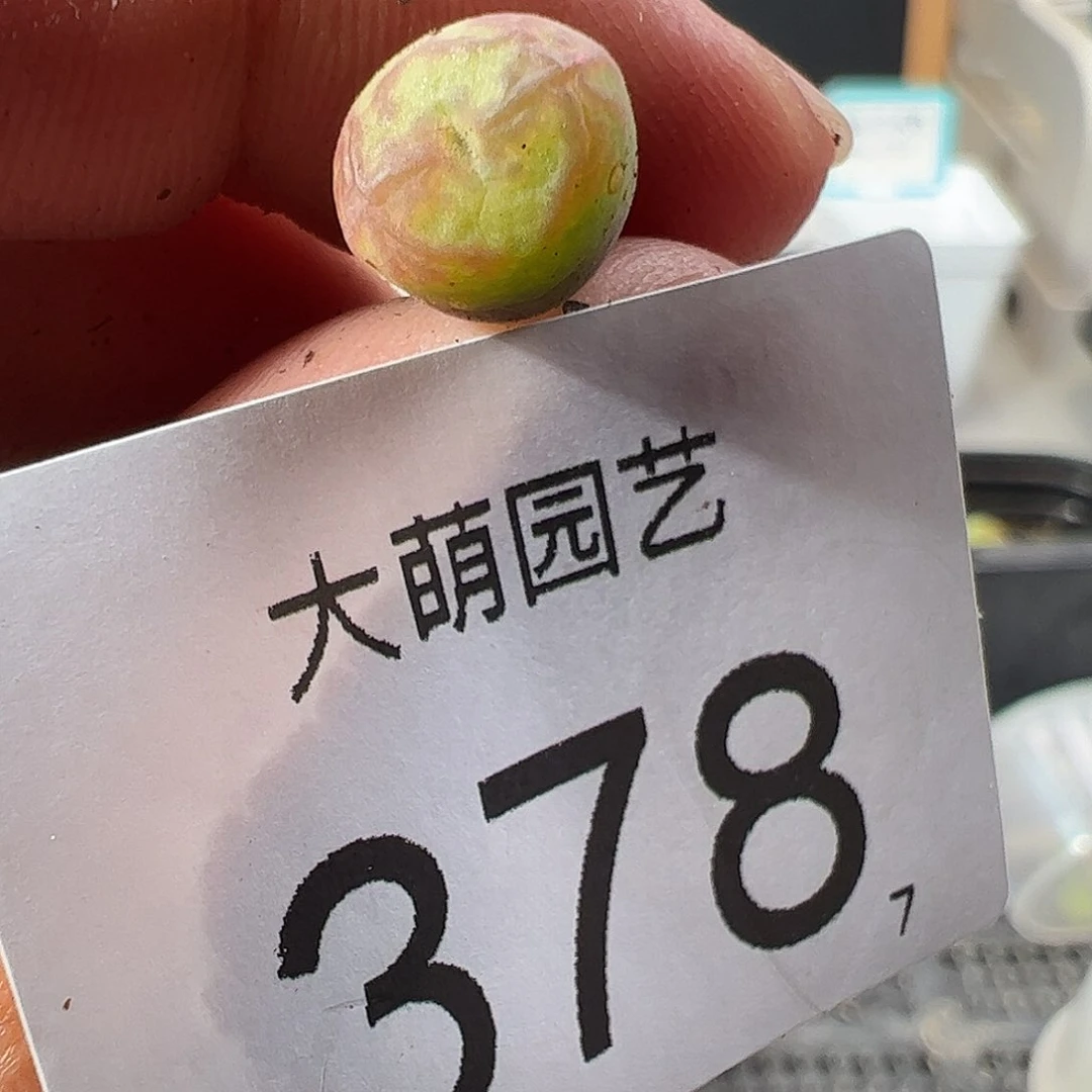 0000378 一物一拍……