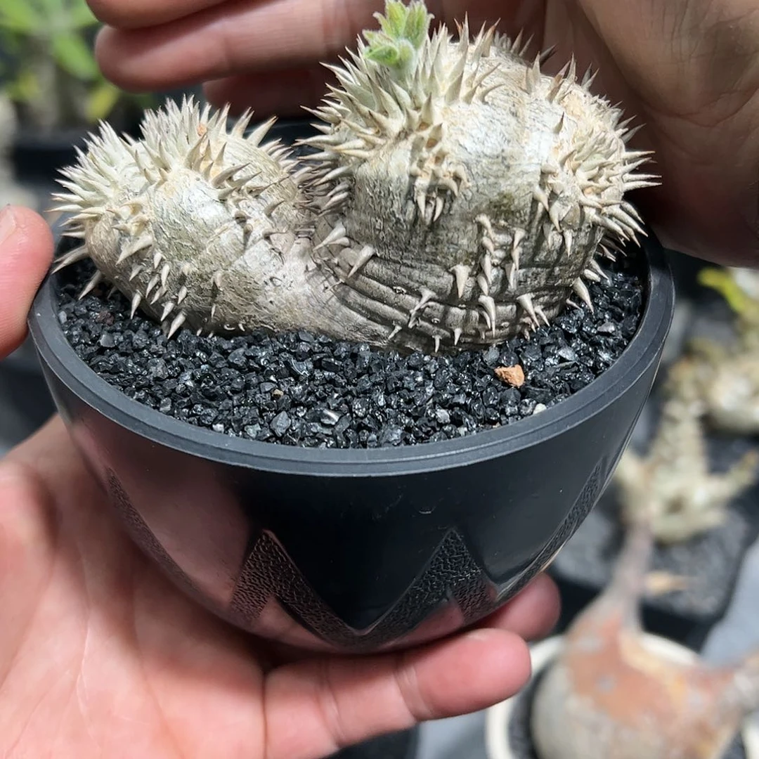 特价双头惠比大黑88888888