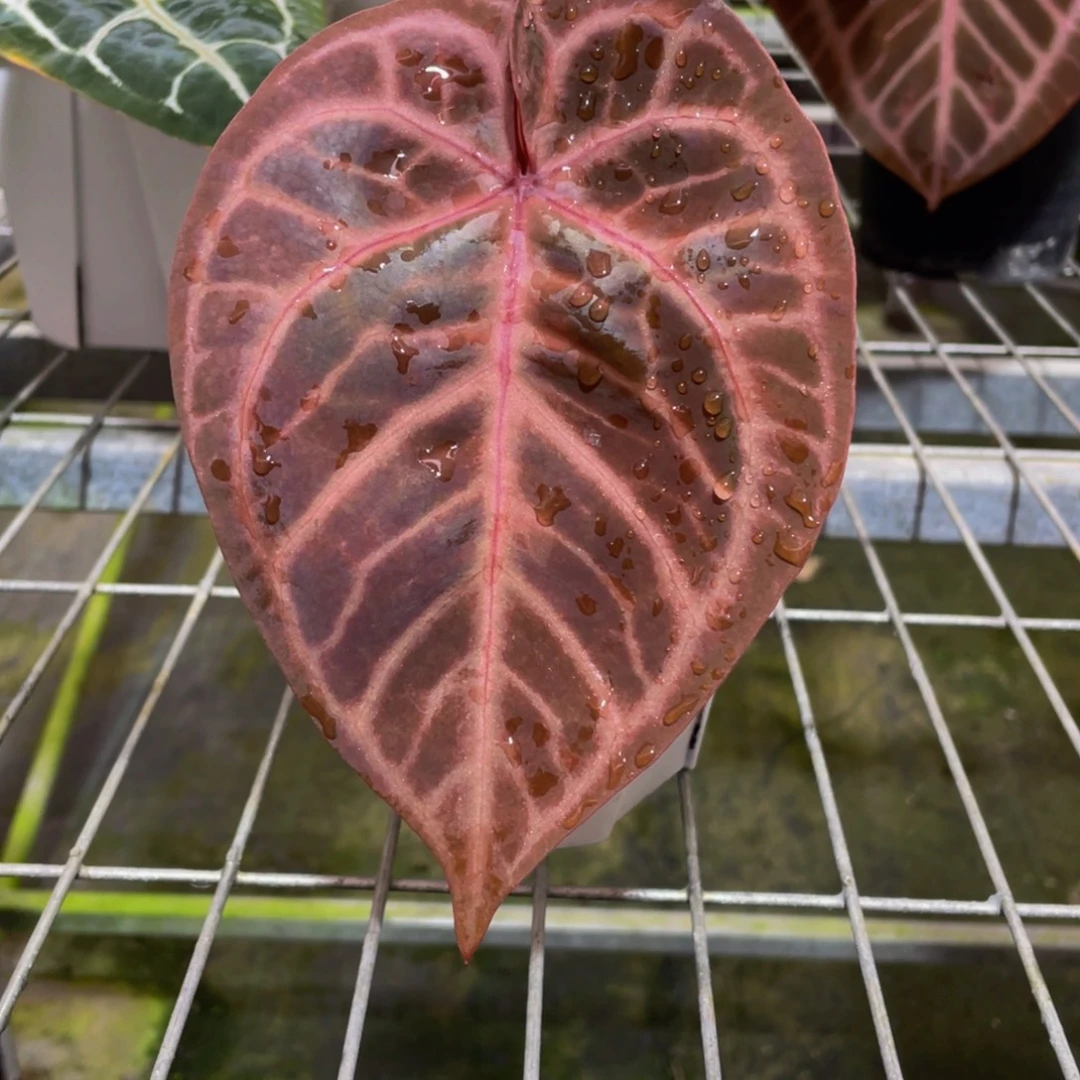 完全开放紫影花烛