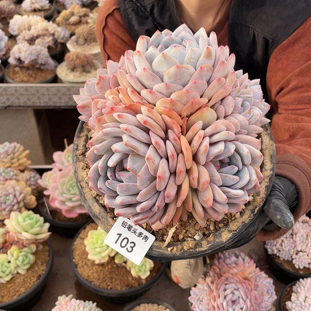 清***度黄皮橙     多肉    103号