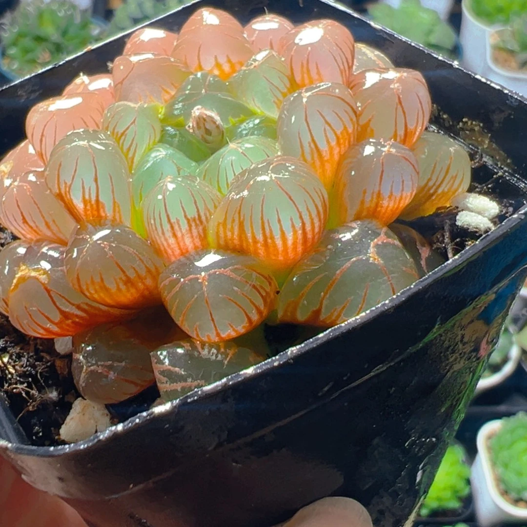 彩虹玉露多肉多肉多肉