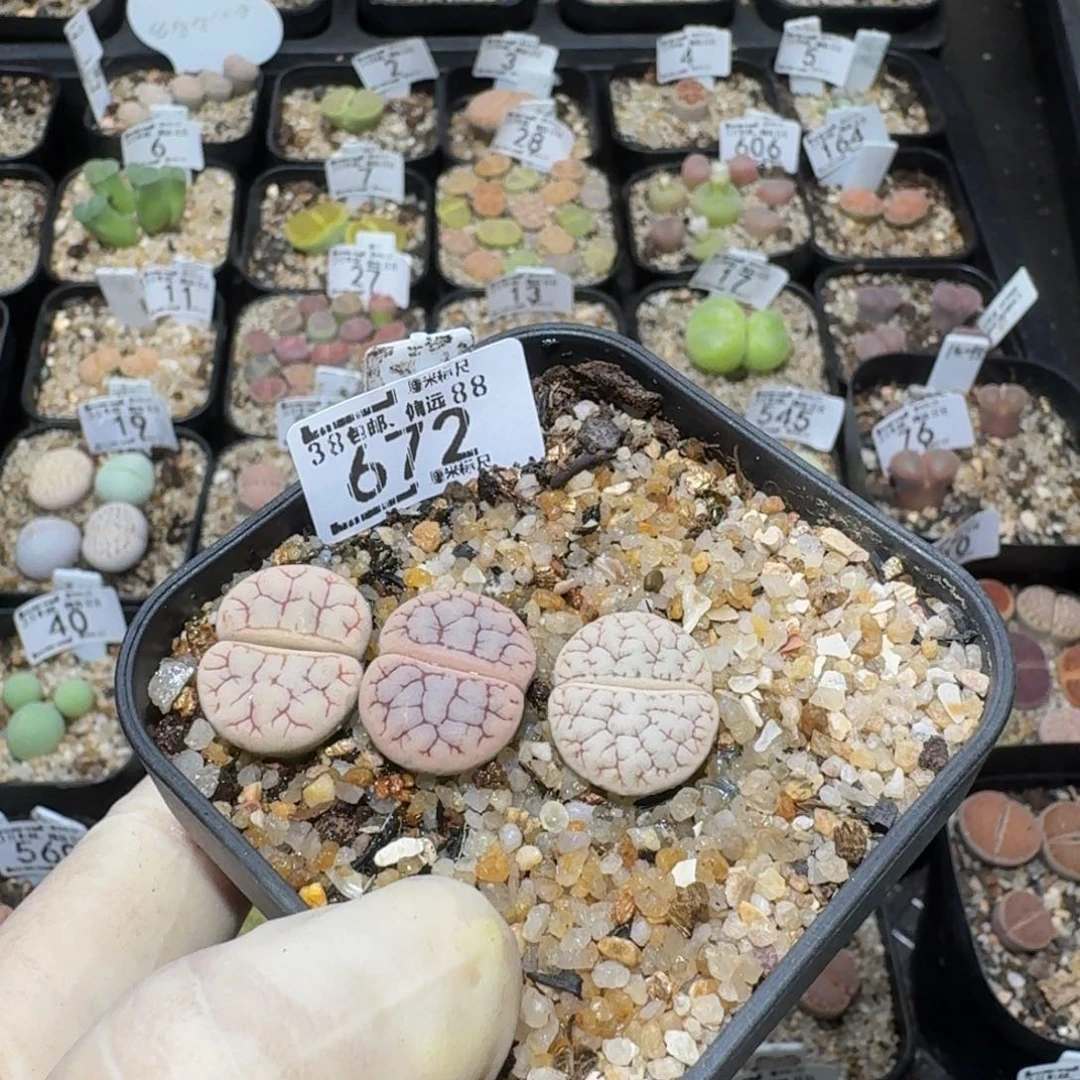 小***乖zzzzz生石花肉锥672