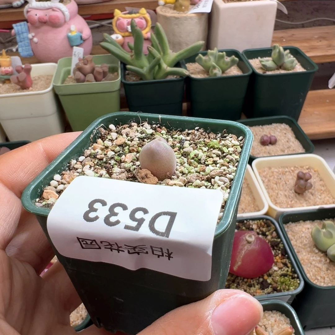 s****533。赞赞福利。大眼空蝉