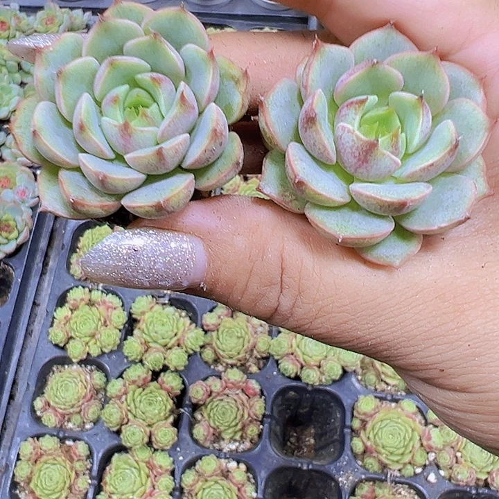 小笨吧3个19包邮植物