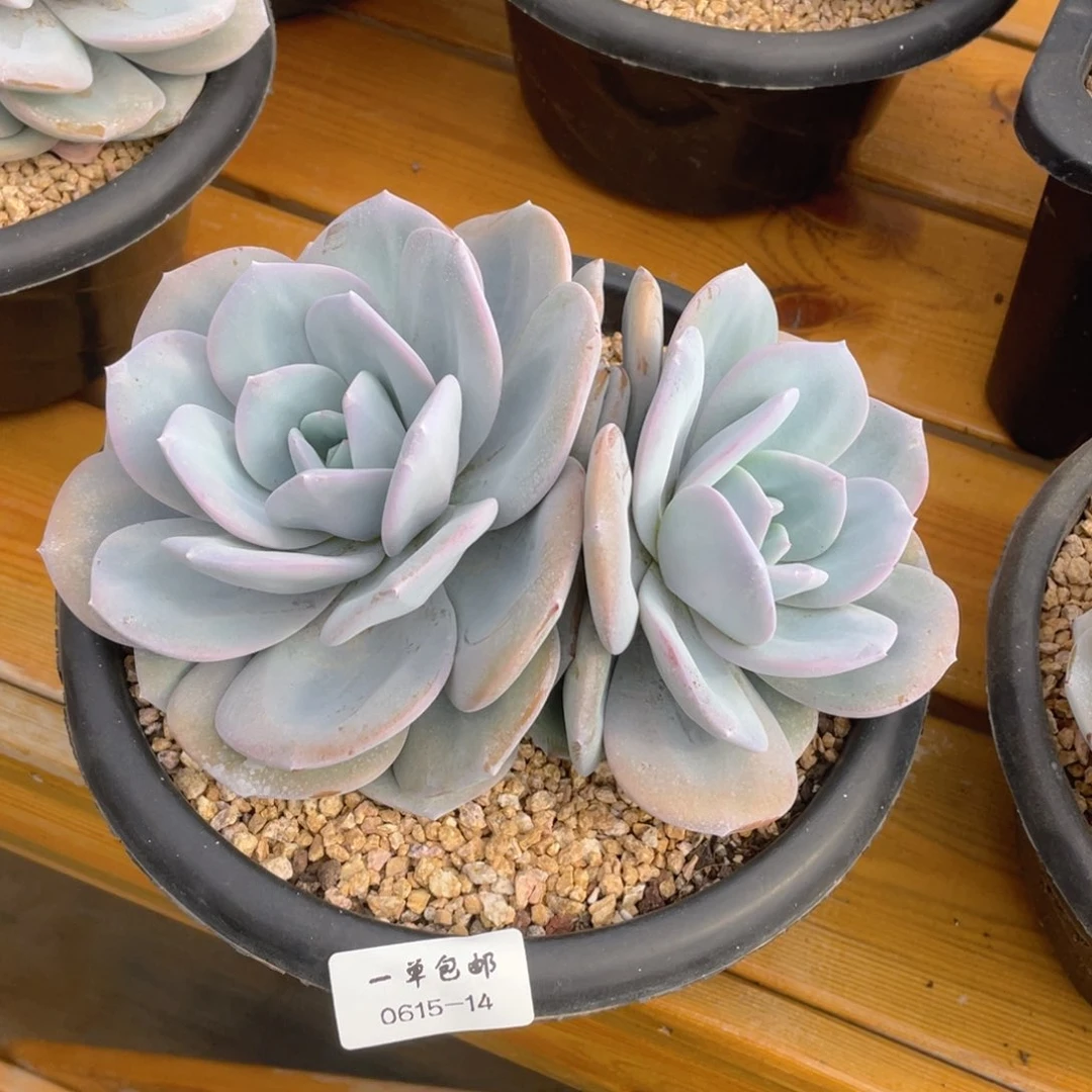 0615-14-奶茶？？？？？？