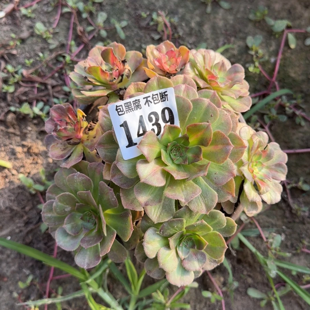 16-14法师海王七彩1439