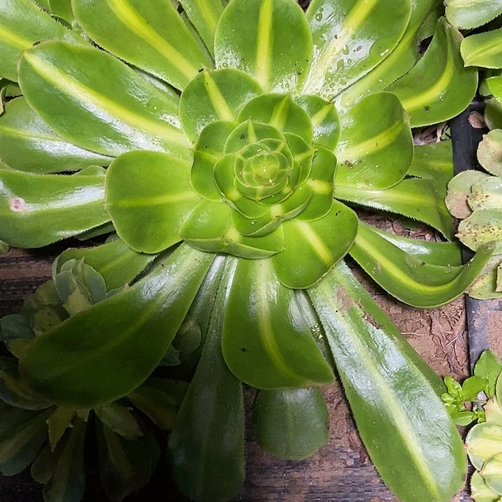 多肉植物保护研究所