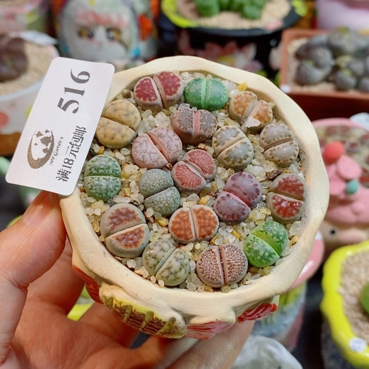 生石花喜干少浇水516