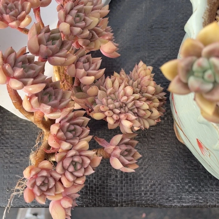 一***花弥鹿之森一物一拍