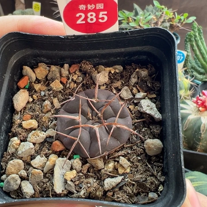 实生紫皮天平丸一棵