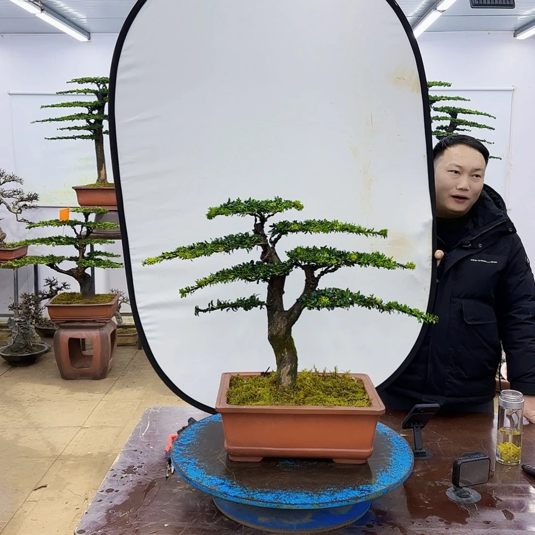 盆景欢迎大家一起来捡漏