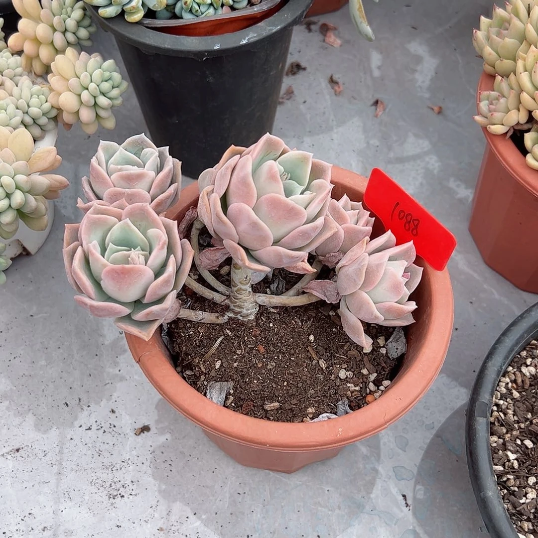 肖*1088哈利沃森