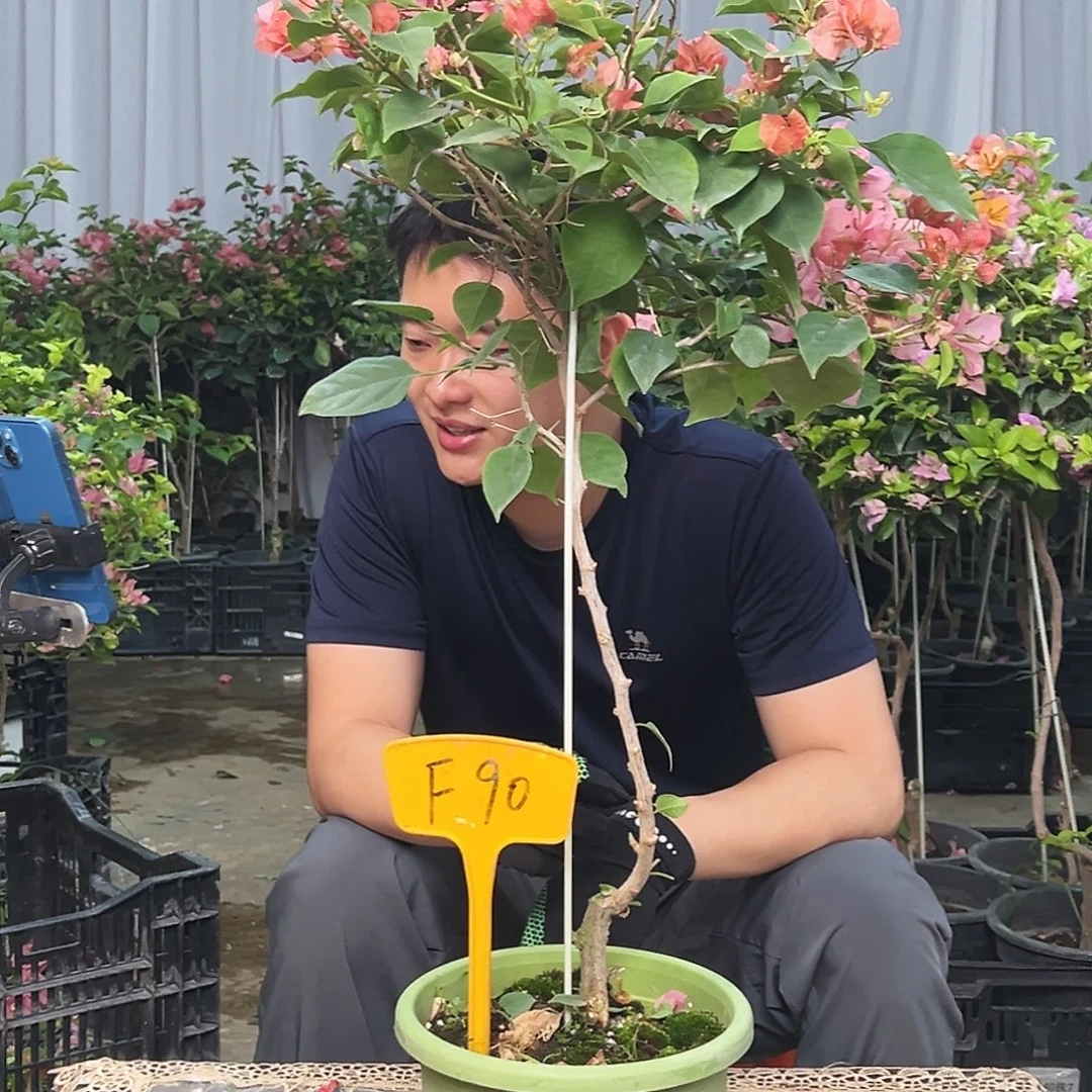 秀****大部分花苞少量开放F90不甜