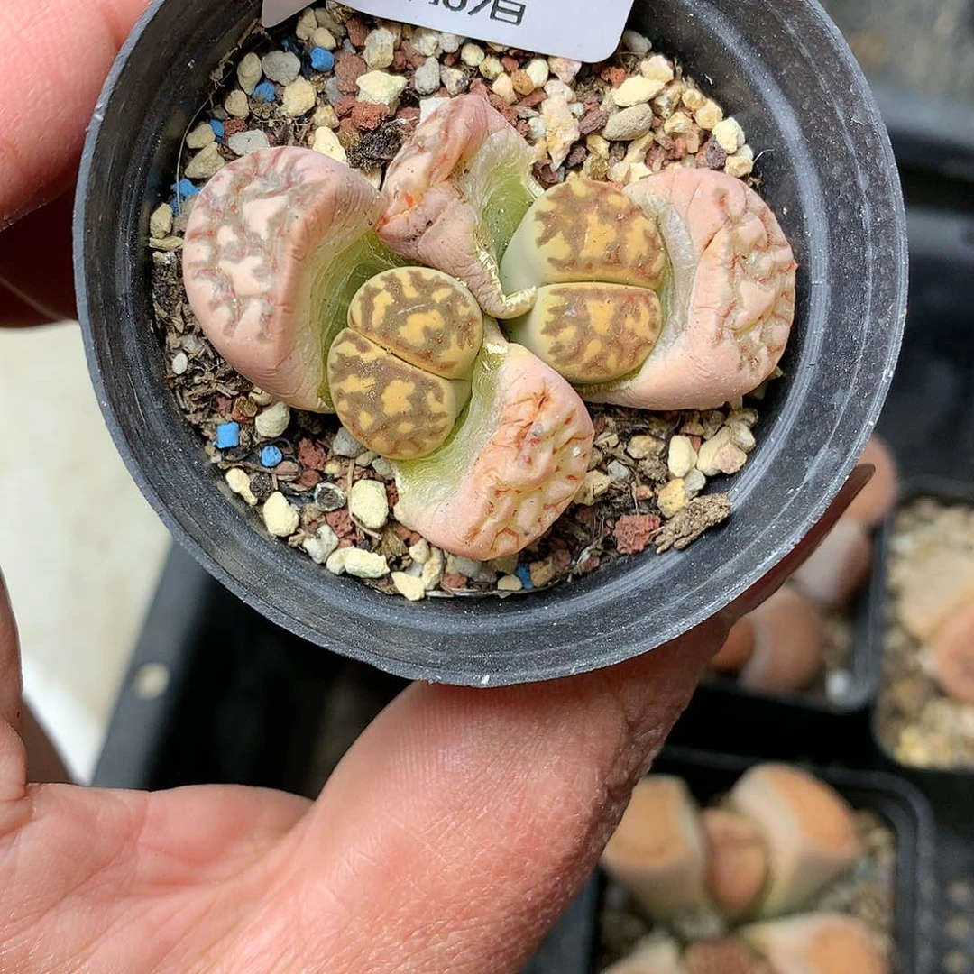 D124多肉植物保护研究所