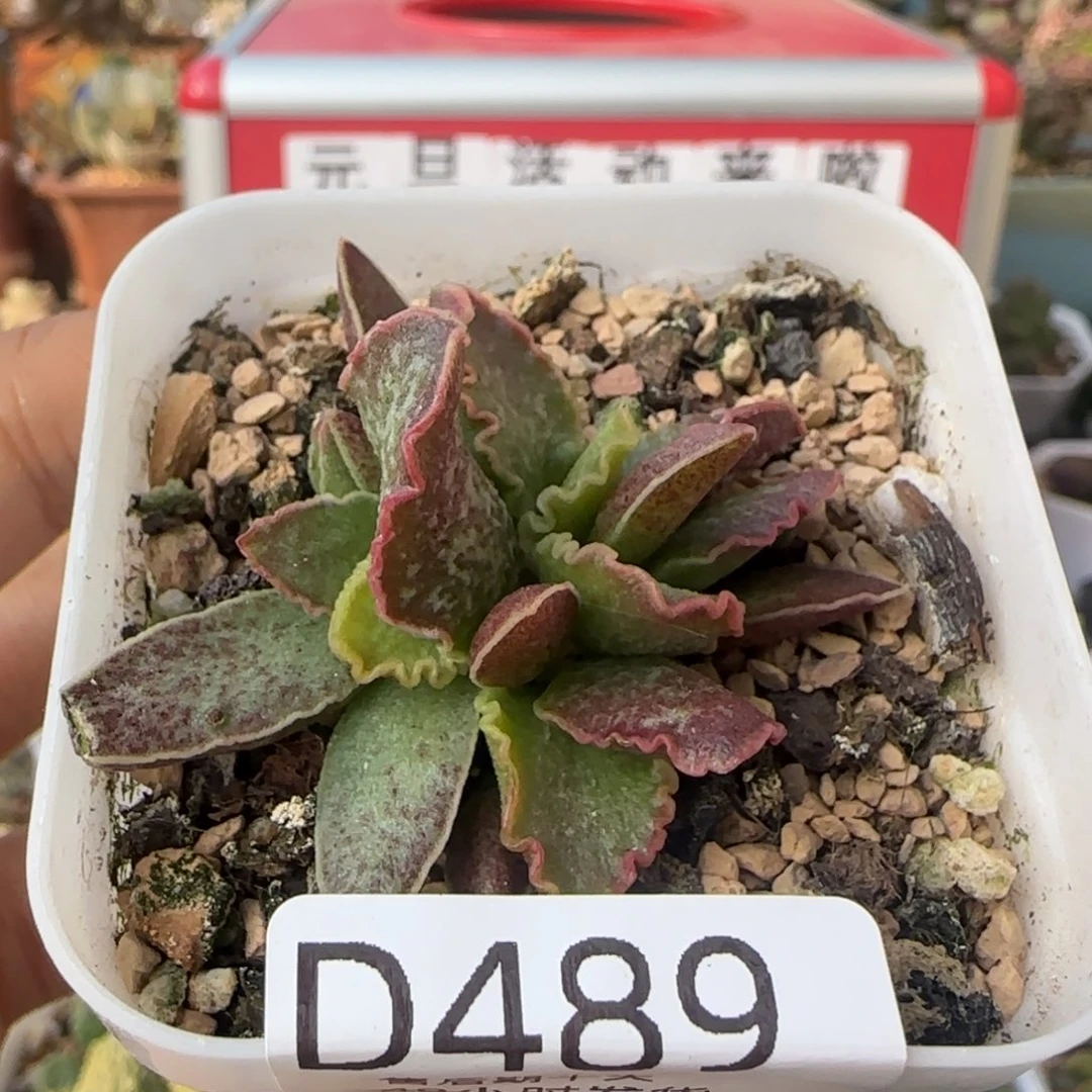 大波浪园艺1号。  489。