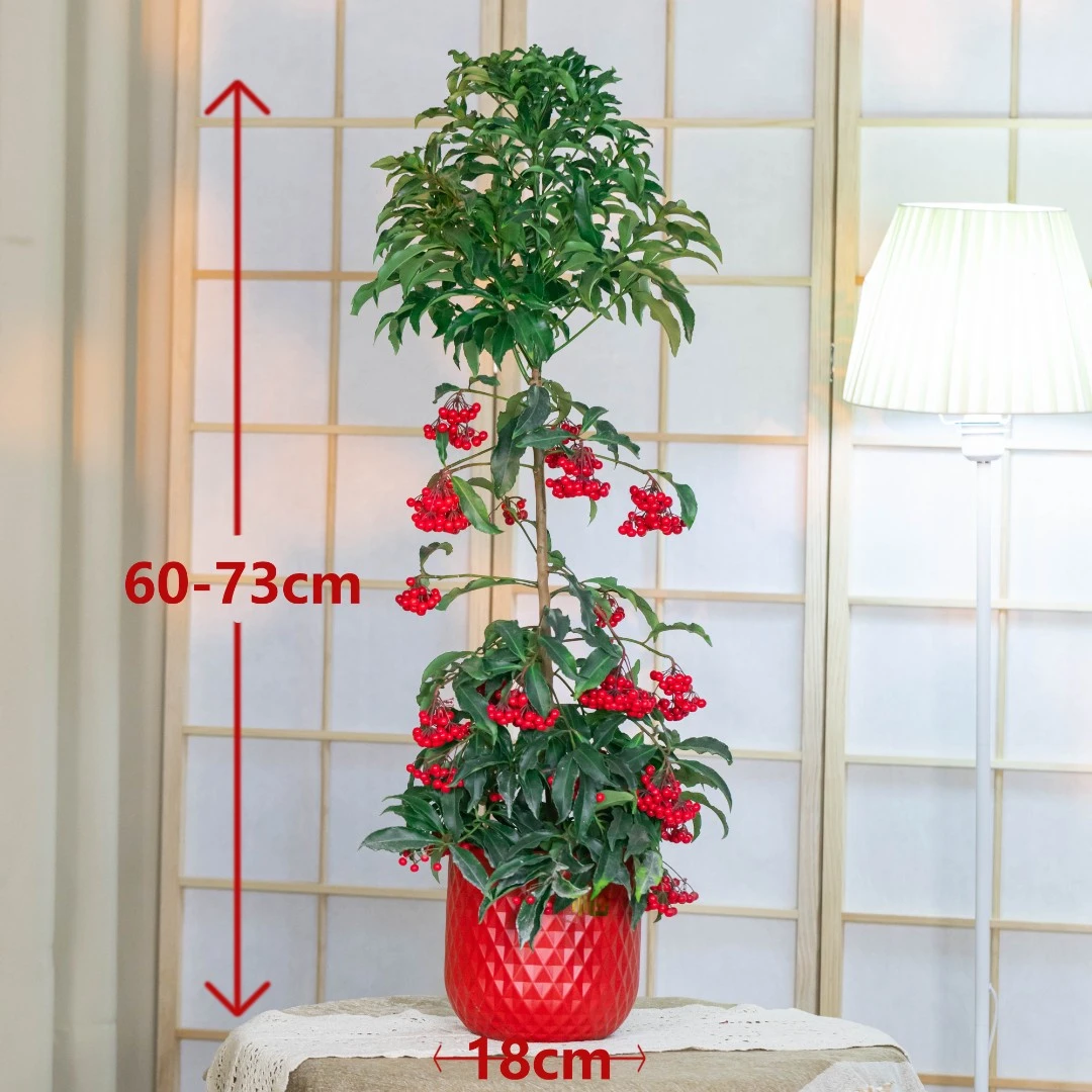 富贵籽黄金万两年宵花室内喜庆花卉