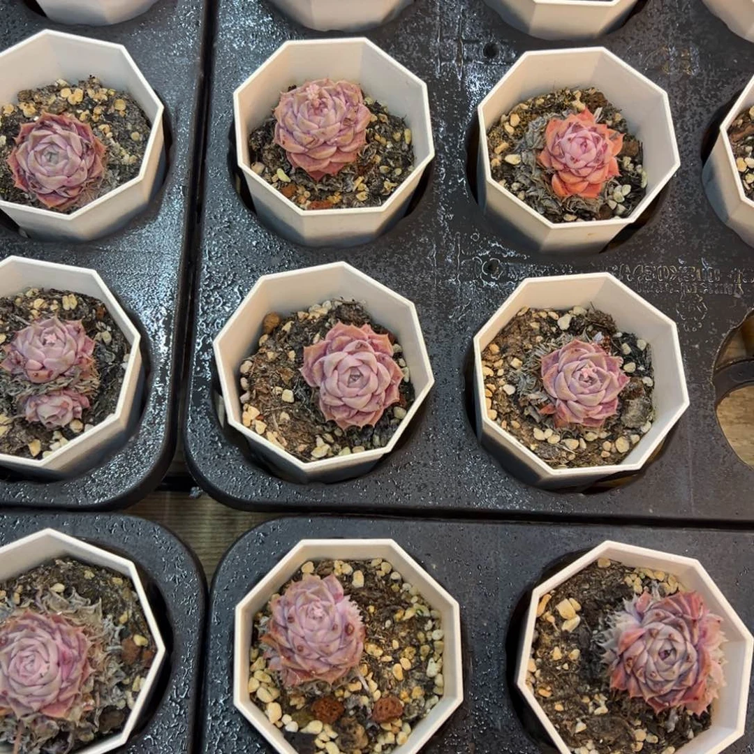 纯爱，单品福利炸炸