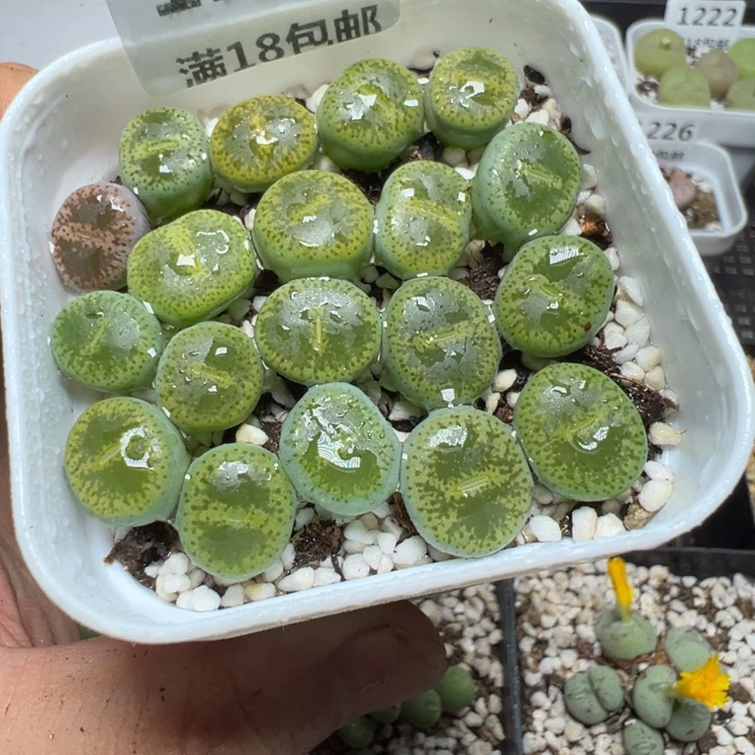 【闪购商品】 1230。