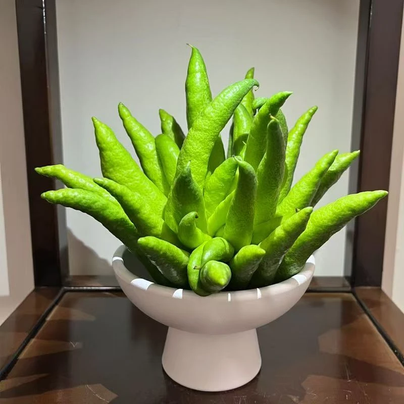 【精品佛手柑一物一拍】新鲜佛手柑观赏客厅办公室车载植物香薰2