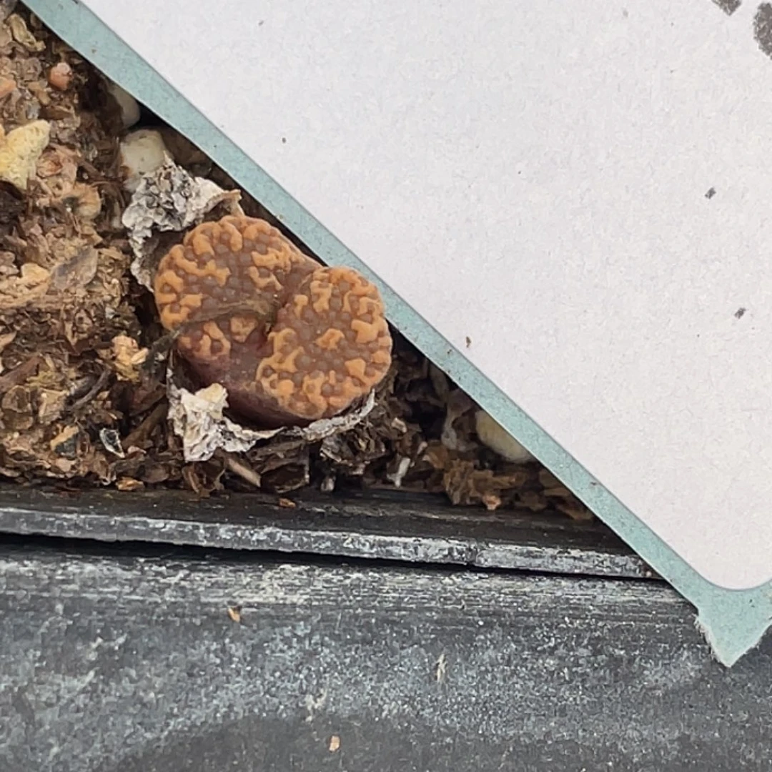 3-132泡泡勋章肉锥