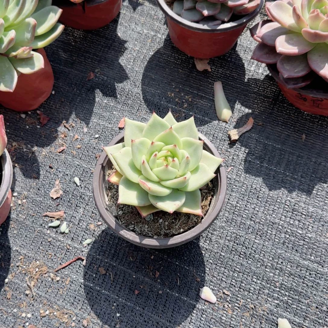 无花朵一块钱白体乌木单头福袋