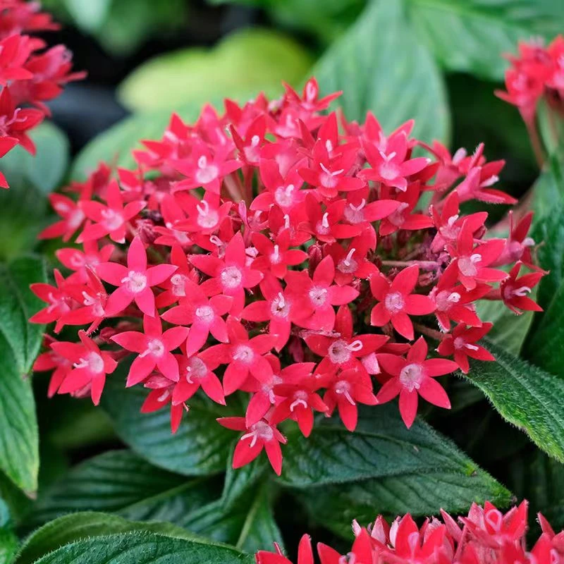 繁星花耐晒多年生四季开花阳台庭院易养花卉