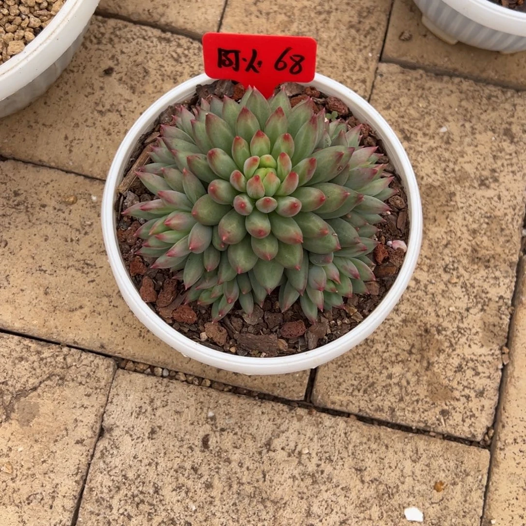 阿****啊火68。